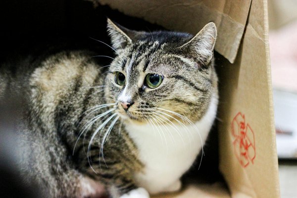 Matériel apiculture : tout ce qu'il faut pour vos abeilles