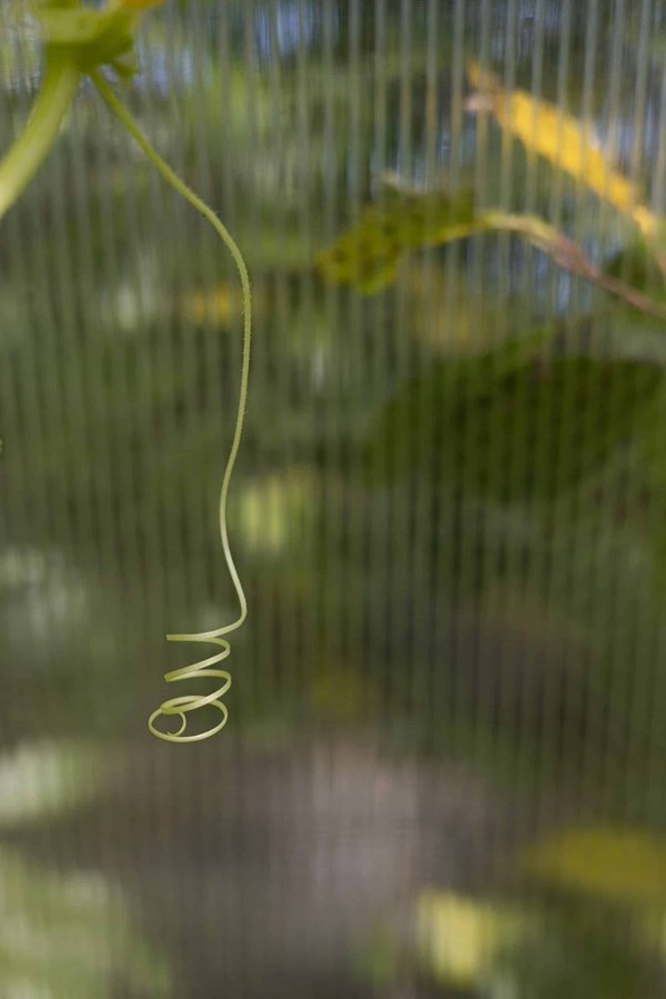 Comment adapter l'exercice physique d'un chien de race Bulldog lors de journées particulièrement chaudes?