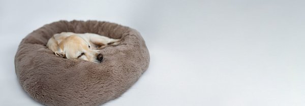 Le meilleur panier pour chien : confort et économies garantis !